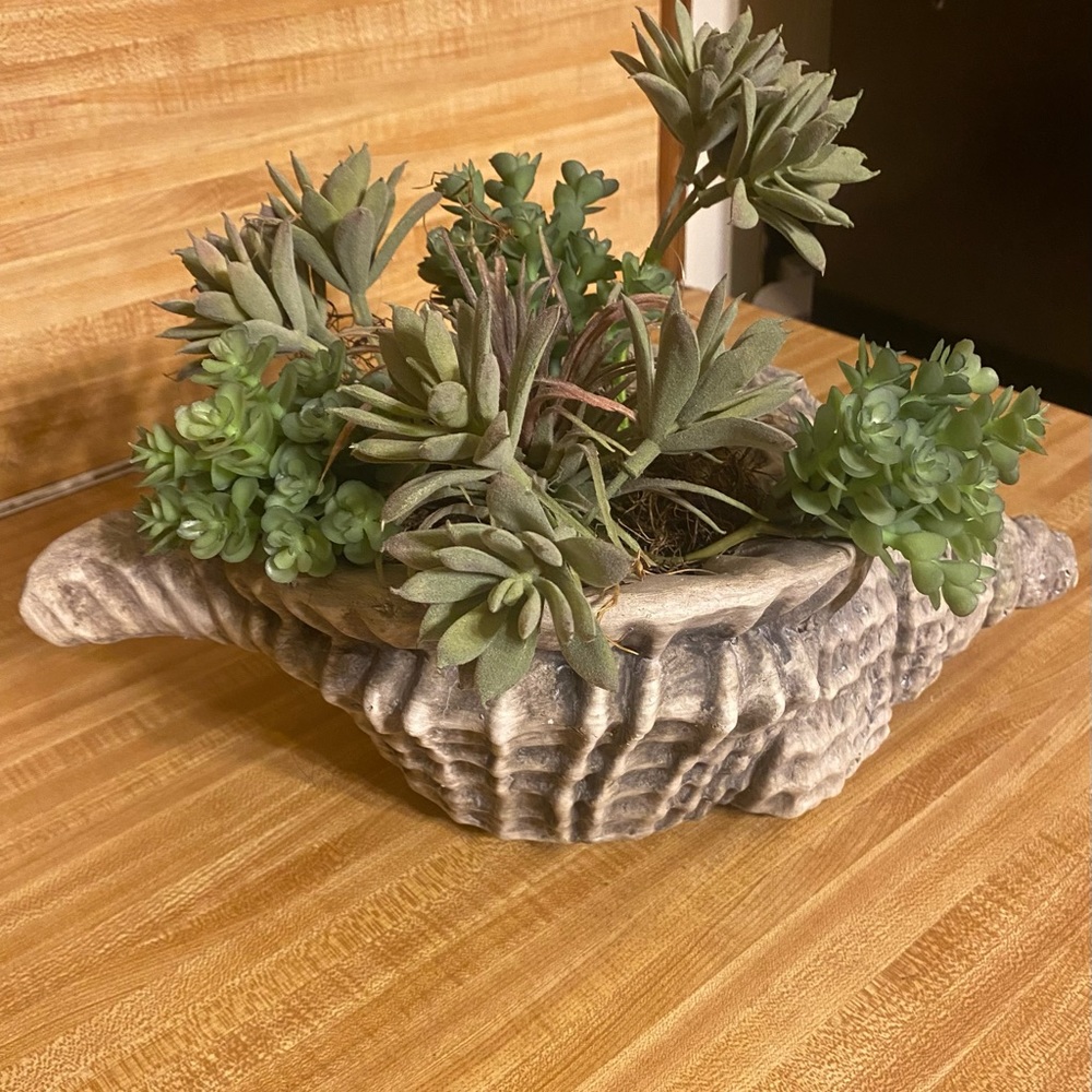 Sea Shell Vase with Succulent added